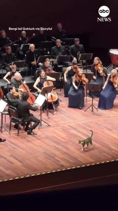 Cat makes a guest appearance during live orchestra 