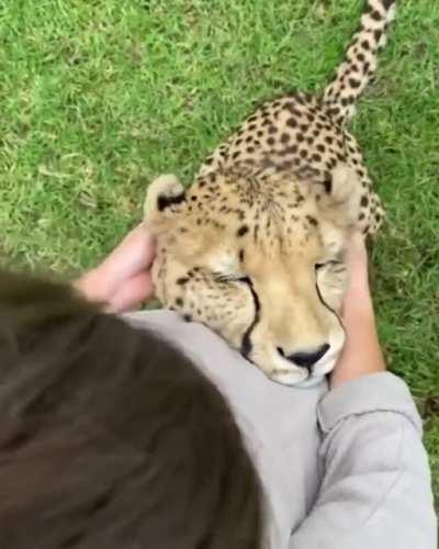 Even big fearful cats like to have their ear massage.