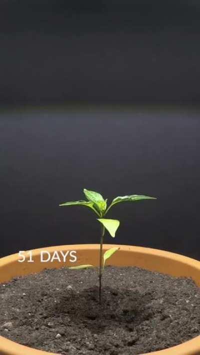 Growing jalapeño (120 days in 42 seconds)