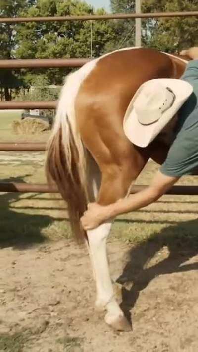 How to hold a horse without it kicking you