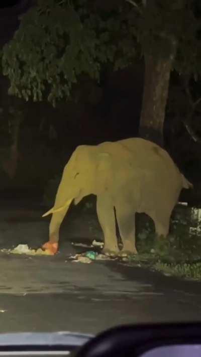 യാത്രികർ അലക്ഷ്യമായി വലിച്ചെറിഞ്ഞ പ്ലാസ്റ്റിക് വേസ്റ്റ് ആന കഴിക്കുന്നു- വയനാട് 