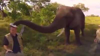 🔥 An elephant playfully stealing and then returning a wildlife photographer's hat