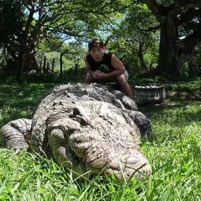 Henry the Nile Crocodile is over 120yrs old.