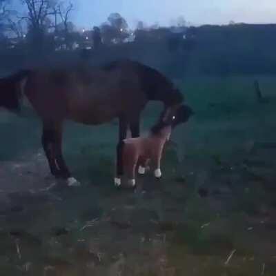 The reaction of the horse that realizes that it is a toy.