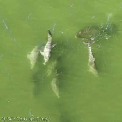 Manatee identifies as a Dolphin