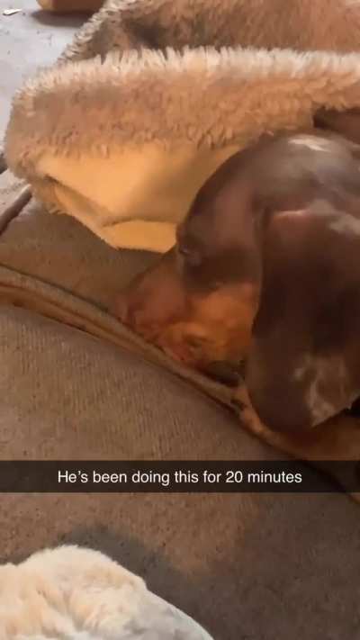 anyone else’s dachshunds do weird things like this. 