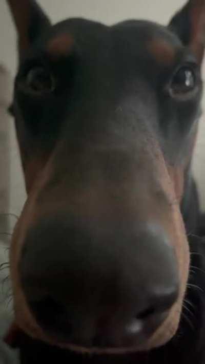 Anyone else wake up to the Doberman stare?