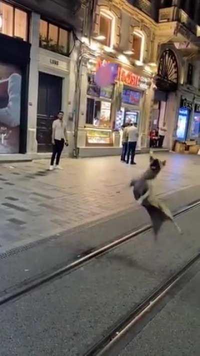 Dog is playing with a balloon on its own.