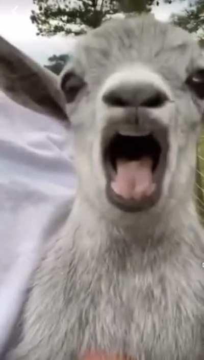 [OC] baby goat screaming