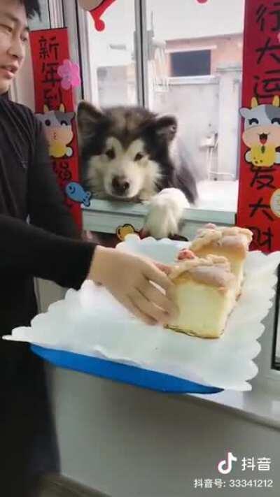 Can you imagine the fluff from six malamutes?