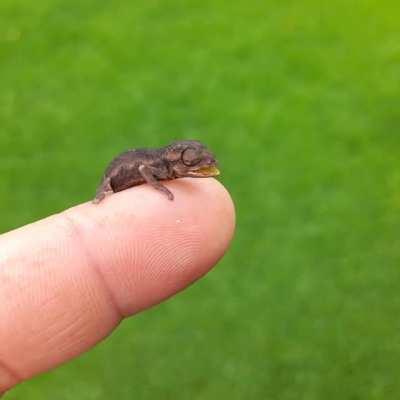 New born Dwarf Chameleon