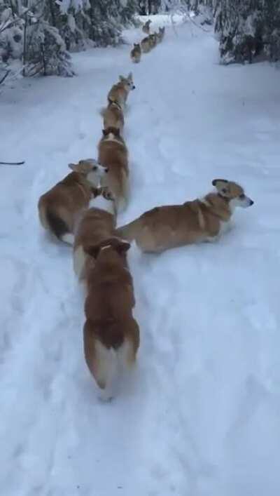 The corgi conga line