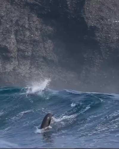 🔥 Sea lions riding the wave