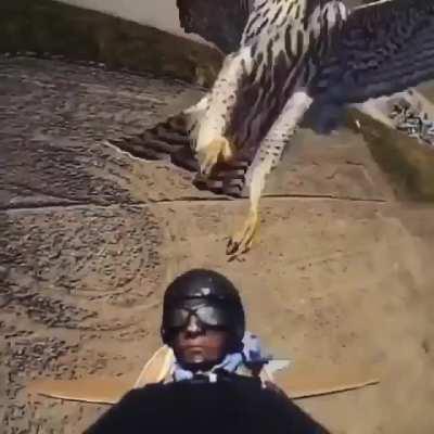 Raptor attacking and decapitating an RC pilot