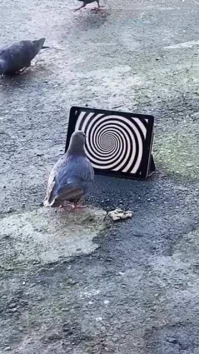 Pigeon hypnosis