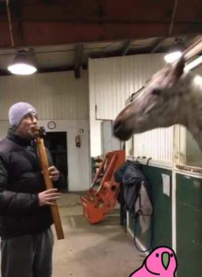 A Horse Losing Its Mind, with some recommended friends.