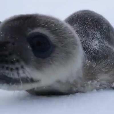 A baby seal checking out a wildlife photographer