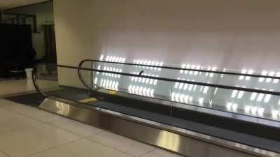 Small bird having fun on an airport moving walkway