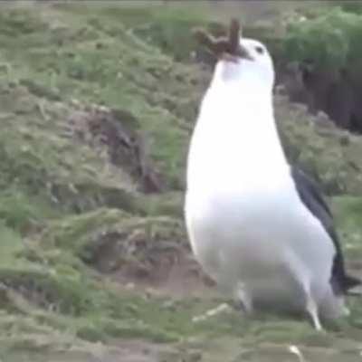 Seagull eating a rabbit whole