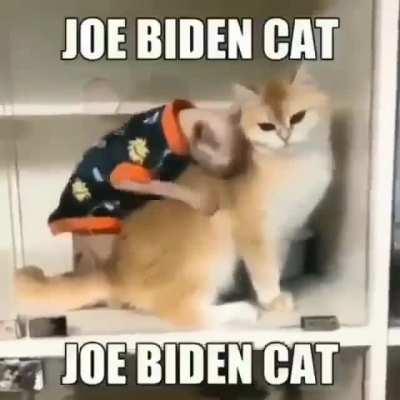 joe biden cat