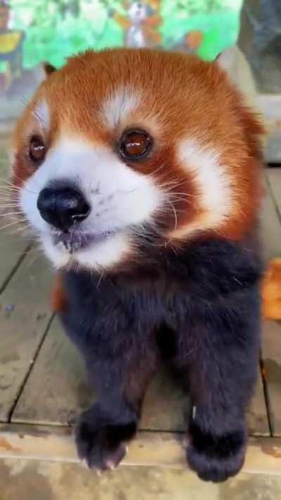 Adorable red panda eating apples