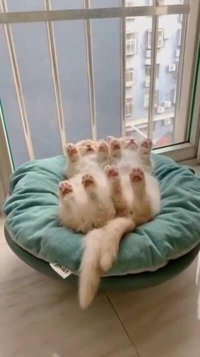 Toe beans