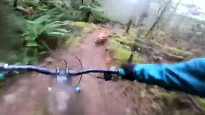 Brave trail dog ripping it down a mountain to guide biker