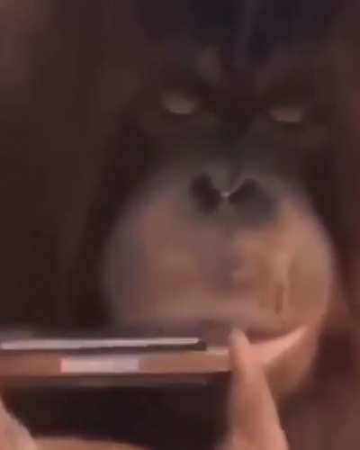 Please enjoy this monkey playing harmonica