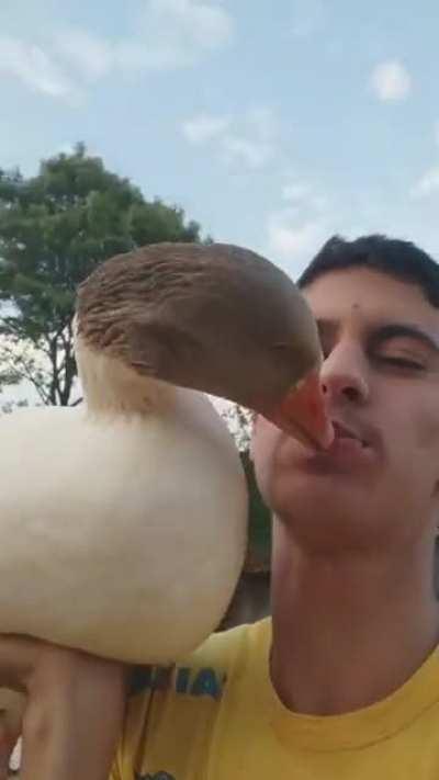 Man shows how geese are docile