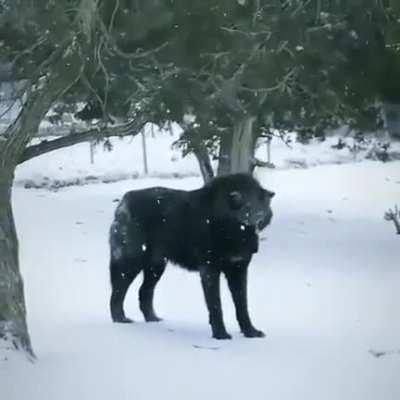 Black wolf