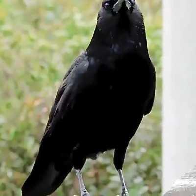 Who Knew Crows Could Model?