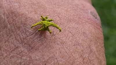 The rare eucyclodes caterpillar found in a palm tree in Mareeba, Queensland, Australia looks like a mossy stick