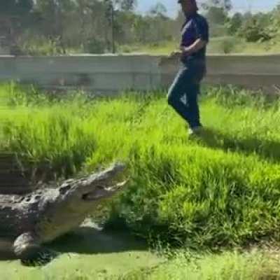 Man feeds monster Croc