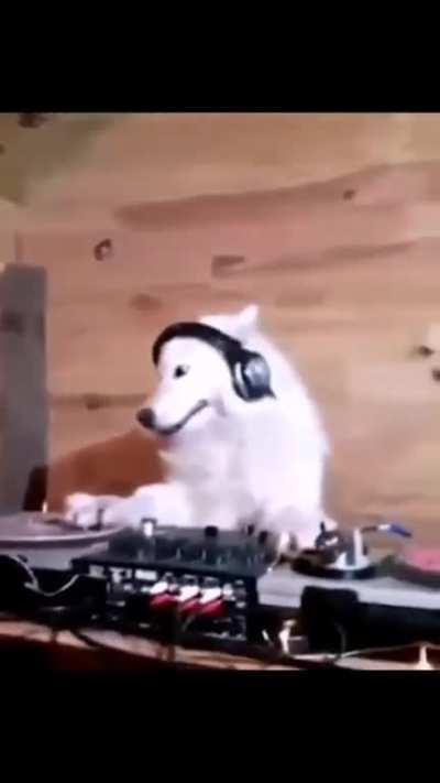 DJ Doggo in the house boys! (NOC)