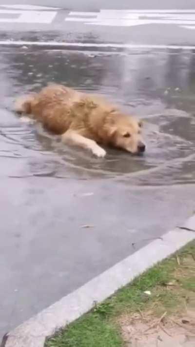 rain doggo