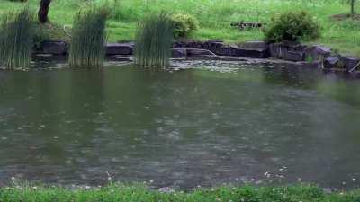 rain on the pond