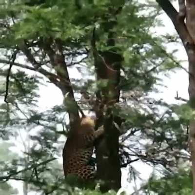 Leopard jumping from tree to tree