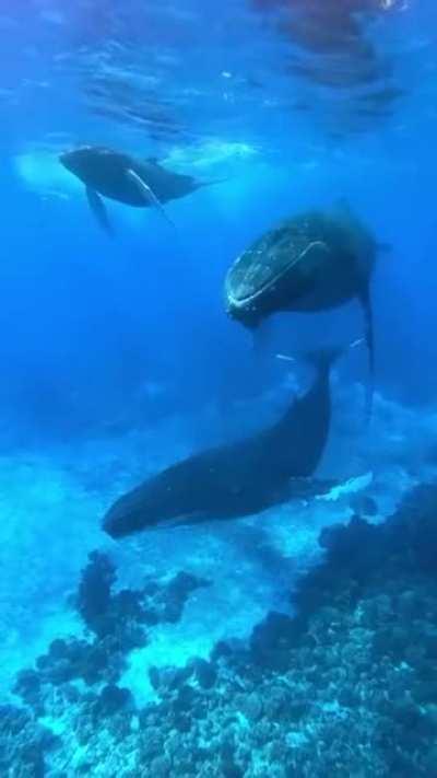 Humpback Whale Songs... So majestic!