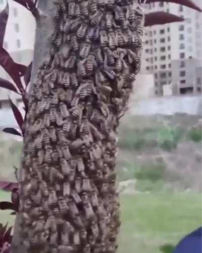 Touching a beehive