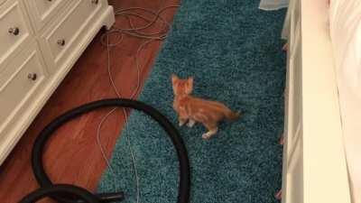 My new kitten’s 1st day checking out his new home. I sneezed. Poor baby...