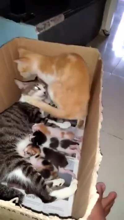 Dad cat brings baby separated from mom back to her...