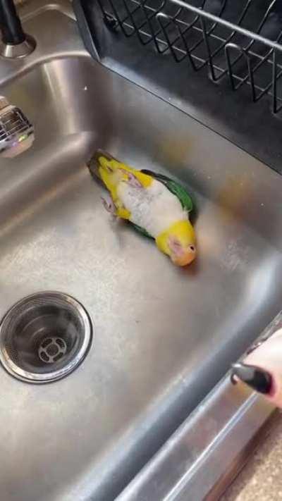 The way this bird lets her owner know she wants a bath!