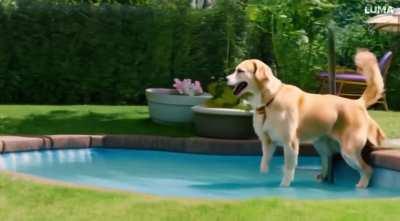 “Dog jumping into small pool”