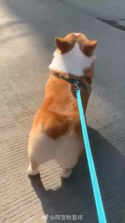 Corgi Dog Dancing