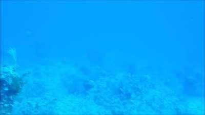 A submarine's active sonar has enough energy to cause internal bleeding and even kill divers if they are anywhere nearby.