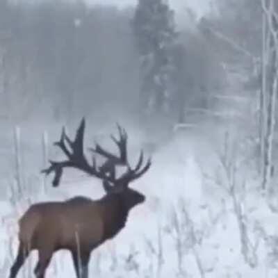 The rack on this Elk!