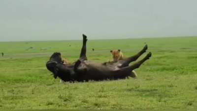 Lion flips over a Bull Buffalo on his own.