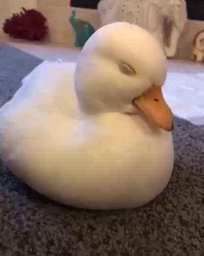 Adorable Duck