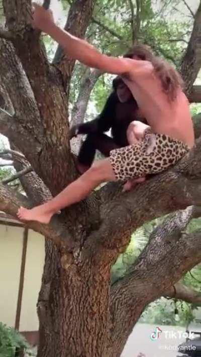 Chimpanzee's strength