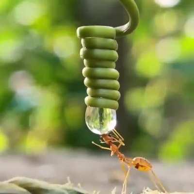 🔥 Zoomed-in view of an ant drinking from a drop of water